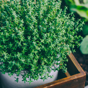 Herb, 6
